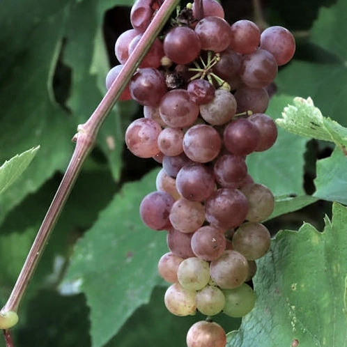 Biowein rosé Biowein rosé
