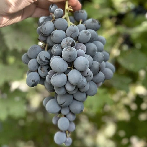 Biowein rot Biowein rot
