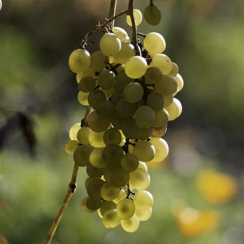 Biowein weiss Biowein weiss